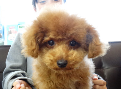 アンジュちゃんBaby／トイプードル