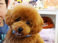 メイちゃん　Baby／トイプードル