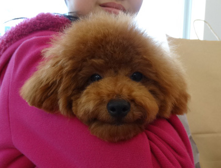 シェリーちゃんBaby／トイプードル