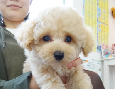 ユメちゃん baby／トイプードル