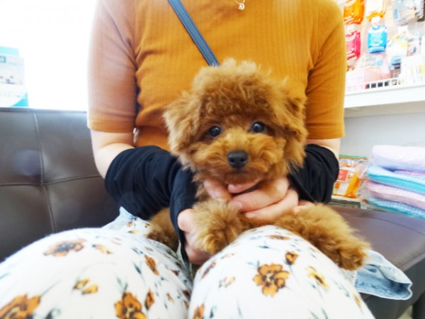 ココちゃんBaby／トイプードル