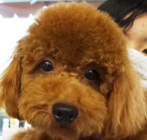 シェリーちゃんBaby／トイプードル