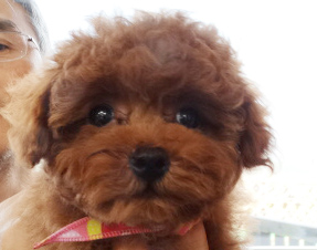 ミシェルちゃんbaby／トイプードル