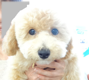 ユメちゃんbaby／トイプードル