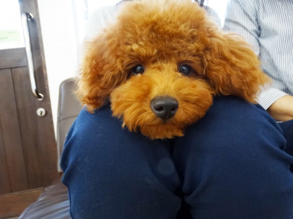 アリスちゃんBaby／トイプードル