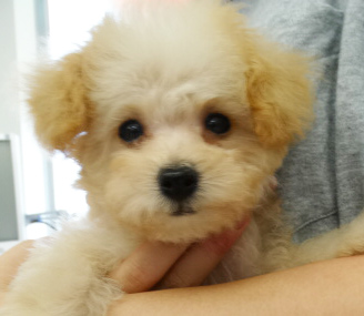 シェリーちゃんBaby／トイプードル