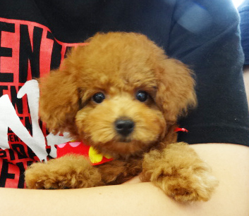 ポシェットちゃんbaby／トイプードル