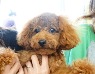 ミシェルちゃんBaby／トイプードル