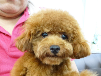 メイちゃん Baby／トイプードル