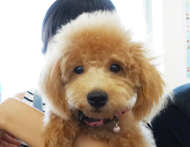 シェリーちゃんBaby／トイプードル