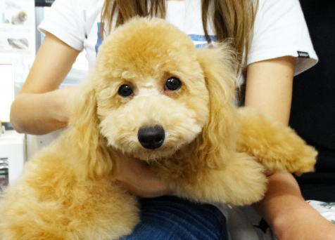 ユメちゃんBaby／トイプードル