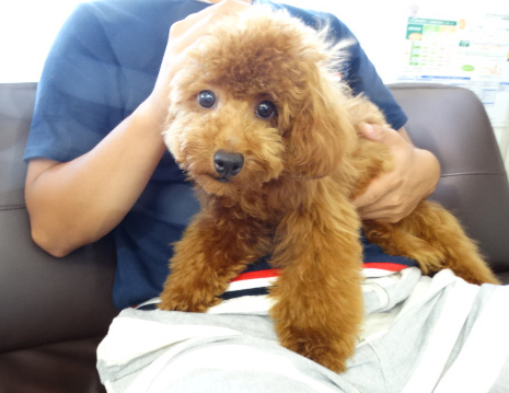 ココちゃんBaby／トイプードル