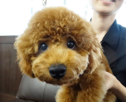 コトちゃんBaby／トイプードル