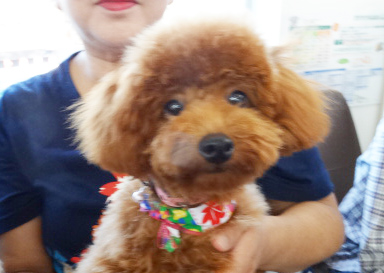 ポシェットちゃんBaby／トイプードル