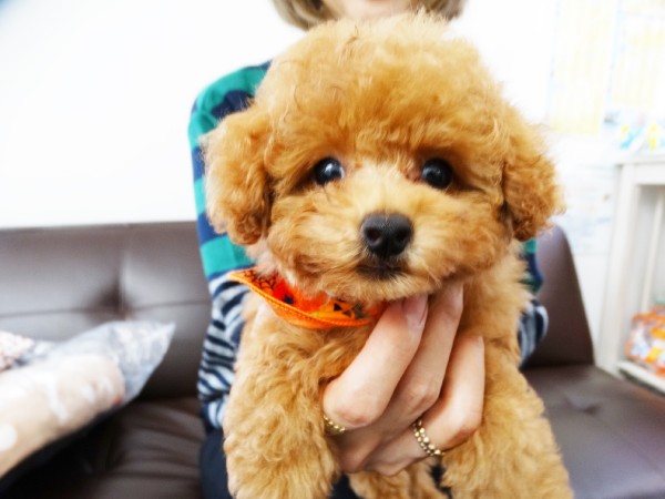 ヒナちゃんBaby／トイプードル