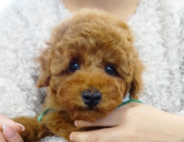 プティちゃん　Baby　／トイプードル