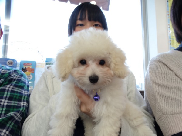 パールちゃんBaby／トイプードル