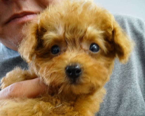 ミシェルちゃん　Baby／トイプードル