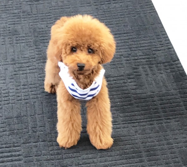 ミシェルちゃん Baby／トイプードル