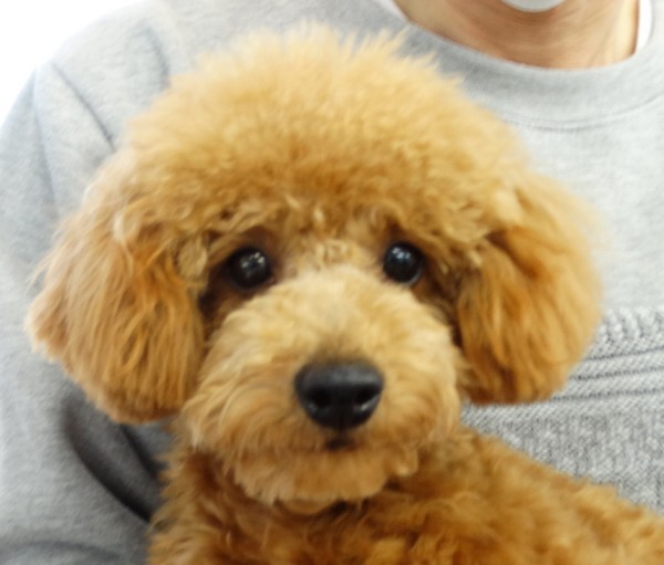 ヒナちゃんBaby／トイプードル