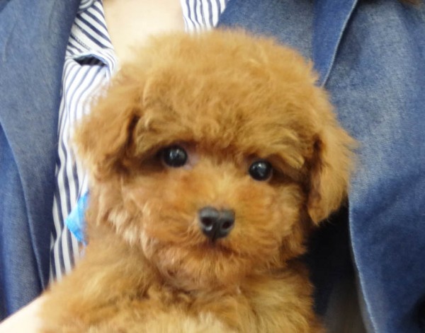 メイちゃん　Baby　／トイプードル