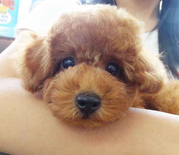  ルルちゃん Baby／トイプードル