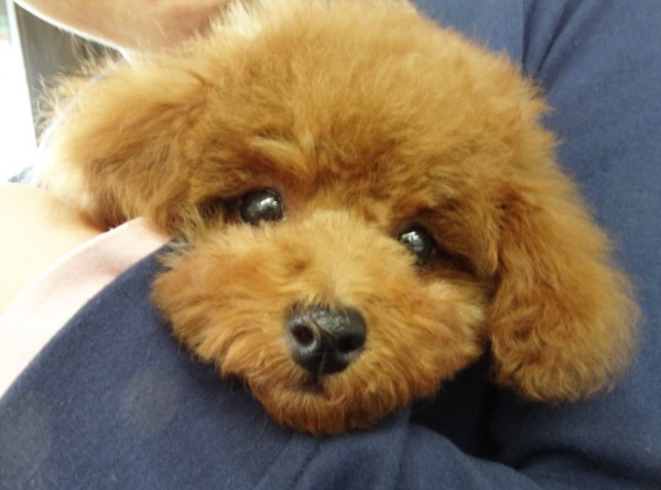 メイちゃんBaby／トイプードル