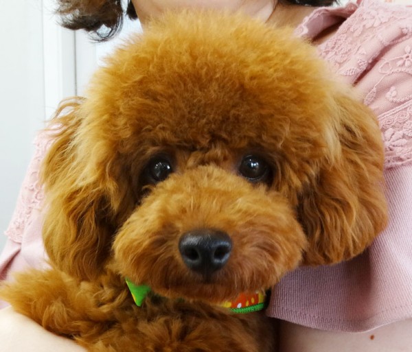 ポシェットBaby／トイプードル