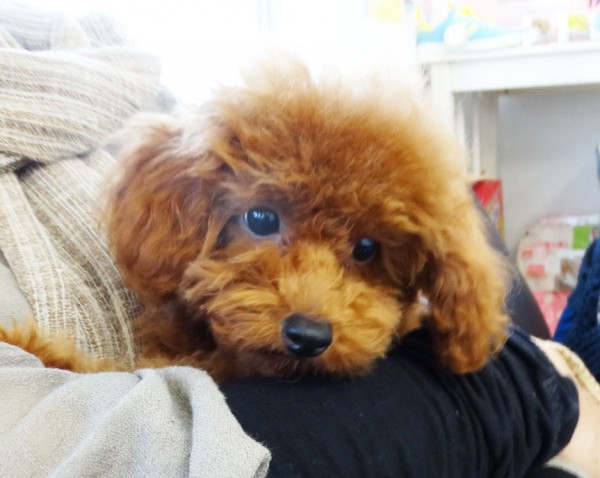 ユメちゃん　Baby／トイプードル