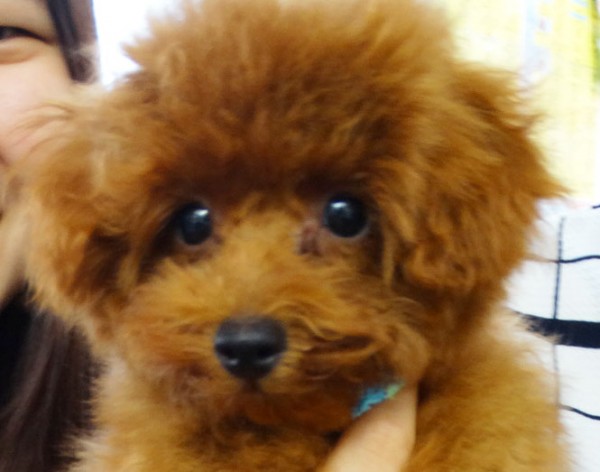 プティちゃんBaby／トイプードル