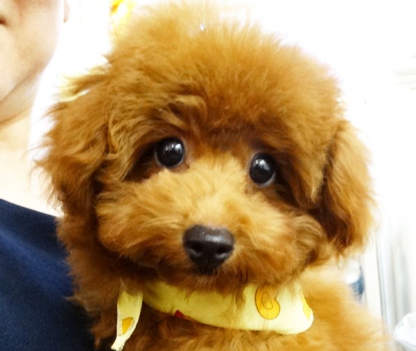 ルルちゃん Baby／トイプードル