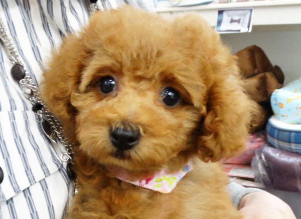 ヒナちゃんBaby／トイプードル