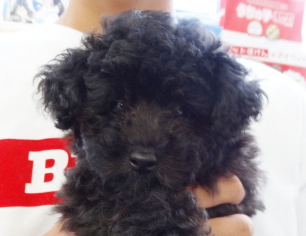 アンジュちゃん Baby　誕生！！／トイプードル