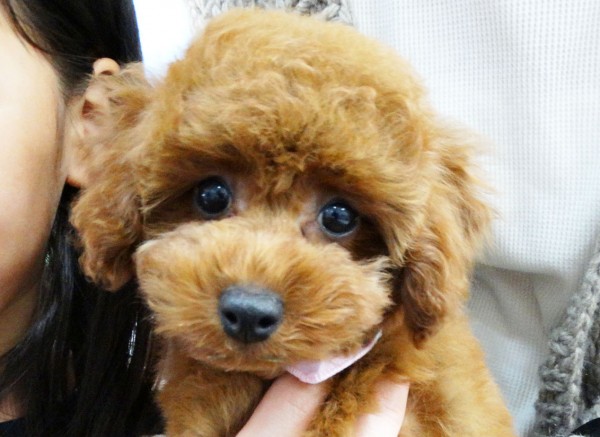 ココちゃんBaby／トイプードル