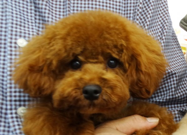 ユメちゃんBaby／トイプードル