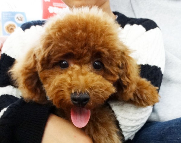  ヒナちゃんbaby　 ／トイプードル