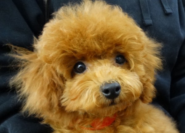 ココちゃんBaby／トイプードル