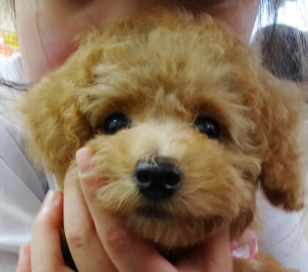 サラちゃん　Baby 　／トイプードル