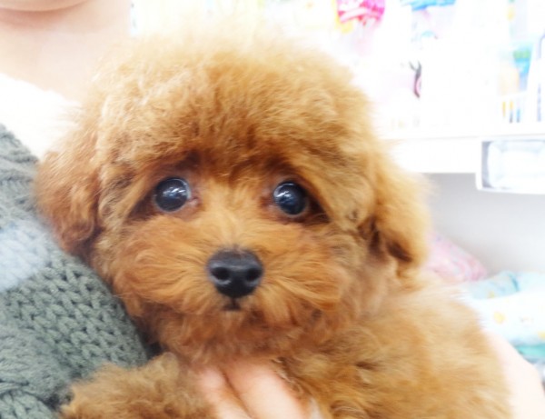 アリスちゃん Baby (極小）／トイプードル