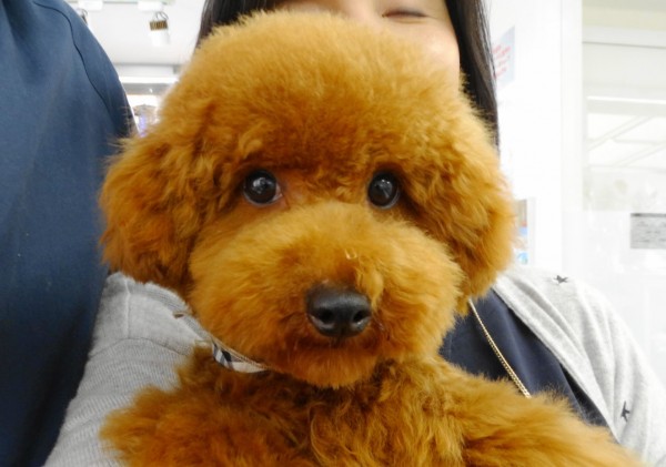 ココちゃんＢaby／トイプードル