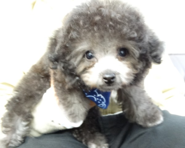 パールちゃん Baby（極小）／トイプードル