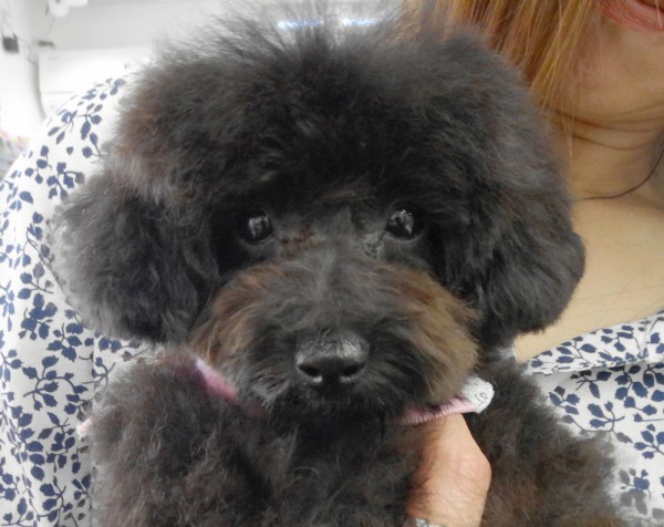 プティちゃんbaby　誕生／トイプードル