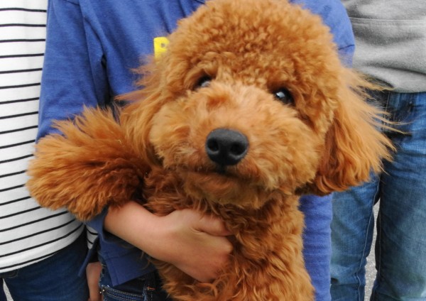 ココちゃんbaby　／トイプードル