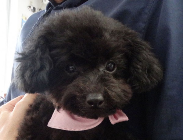 エマちゃん　Baby／トイプードル