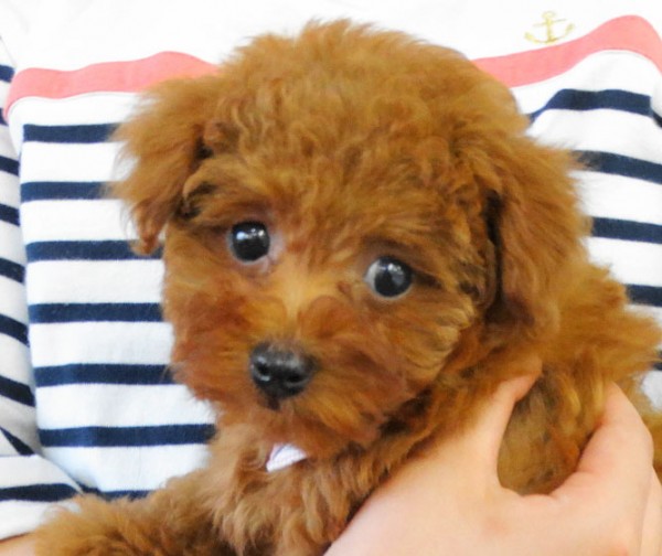 シェリーちゃんBaby／トイプードル