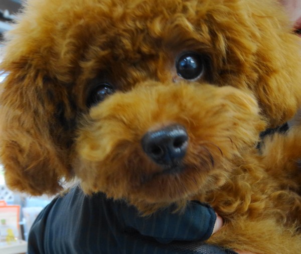 ルルちゃん　Baby　／トイプードル