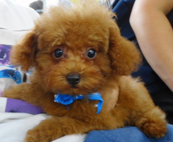 ヒナちゃん　Baby／トイプードル