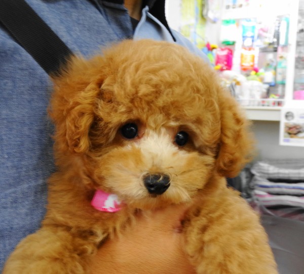 ルージュちゃん     baby／トイプードル