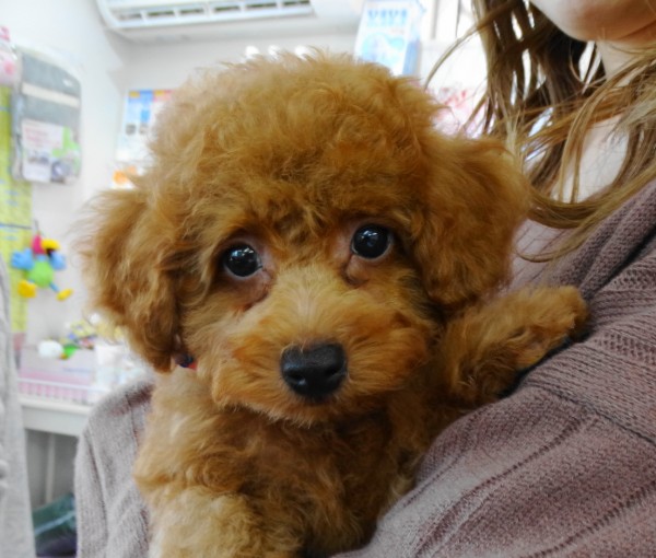 ポシェットちゃん　baby／トイプードル