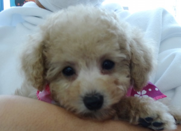 ルージュちゃん　Baby／トイプードル